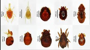 Attēlu rezultāti vaicājumam “Mesostigmata”