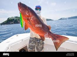 Image result for Lutjanus cyanopterus