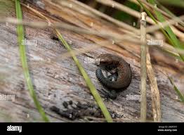 Attēlu rezultāti vaicājumam “Lacerta vivipara juvenile”