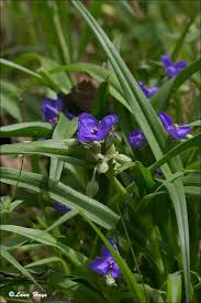 Attēlu rezultāti vaicājumam “Scheuchzeria palustris flower”