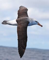 Image result for Thalassarche melanophris