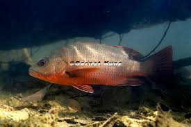 Image result for Lutjanus colorado