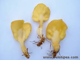 Attēlu rezultāti vaicājumam “Spathularia flavida”