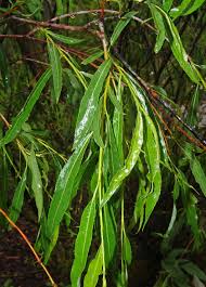 Attēlu rezultāti vaicājumam “Salix daphnoides subsp. acutifolia bud”