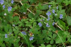 Image result for Veronica chamaedrys