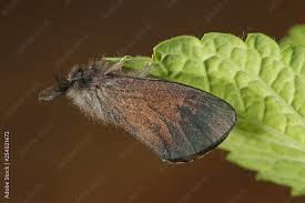 Attēlu rezultāti vaicājumam “Canephora hirsuta”