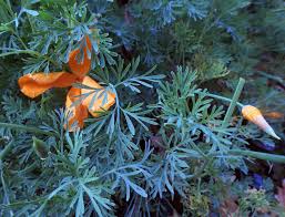 Attēlu rezultāti vaicājumam “Oenothera rubricauli leaf”