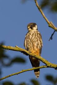 Attēlu rezultāti vaicājumam “Falco subbuteo”