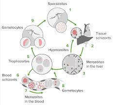 Attēlu rezultāti vaicājumam “Cribraria purpurea plasmodium”