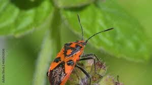 Attēlu rezultāti vaicājumam “Corizus hyoscyami”