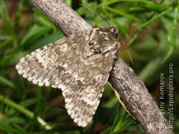 Attēlu rezultāti vaicājumam “Acronicta megacephala”