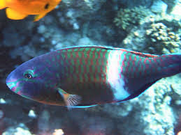 Image result for Scarus fuscopurpureus