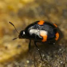 Attēlu rezultāti vaicājumam “Scaphidium quadrimaculatum”