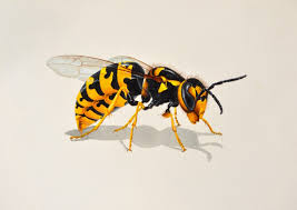 Attēlu rezultāti vaicājumam “Vespa crabro”