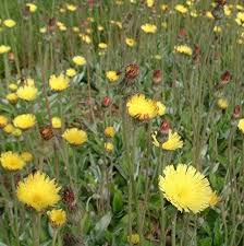 Image result for Hieracium pilosella