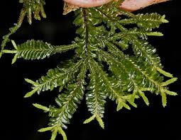 Attēlu rezultāti vaicājumam “Plagiochila porelloides sporophyte”