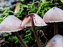 Attēlu rezultāti vaicājumam “Mycena haematopus”