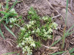 Attēlu rezultāti vaicājumam “Scleranthus perennis”