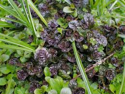 Attēlu rezultāti vaicājumam “Ajuga pyramidalis”