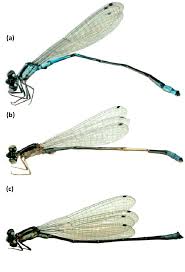 Attēlu rezultāti vaicājumam “Coenagrionidae”