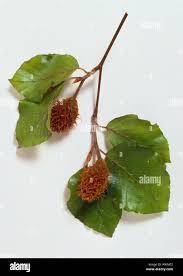 Attēlu rezultāti vaicājumam “Fagus sylvatica fo. purpurea fruit”