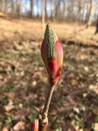Attēlu rezultāti vaicājumam “Aesculus x hybrida bud”