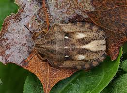 Attēlu rezultāti vaicājumam “Eurygaster testudinaria nymph”