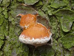 Attēlu rezultāti vaicājumam “Postia leucomallella”