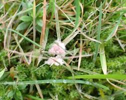 Attēlu rezultāti vaicājumam “Enteridium corticatum spores”