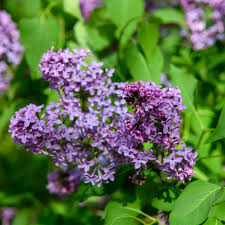Attēlu rezultāti vaicājumam “Syringa vulgaris flower”
