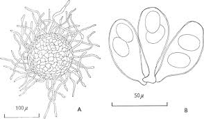 Attēlu rezultāti vaicājumam “Erysiphe galeopsidis”