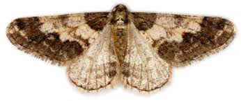 Attēlu rezultāti vaicājumam “Agriopis leucophaearia”