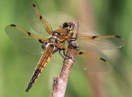 Attēlu rezultāti vaicājumam “Lycogala convexum sessile”