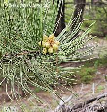 Attēlu rezultāti vaicājumam “Pinus ponderosa fruit”