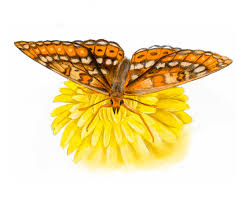 Attēlu rezultāti vaicājumam “Euphydrias aurinia”