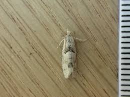 Attēlu rezultāti vaicājumam “Epinotia bilunana”