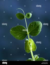 Attēlu rezultāti vaicājumam “Pisum sativum leaf”