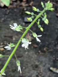 Attēlu rezultāti vaicājumam “Circaea lutetiana”