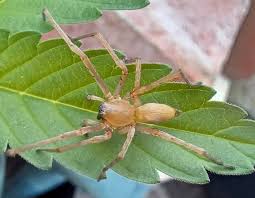 Attēlu rezultāti vaicājumam “Cheiracanthium sp.”