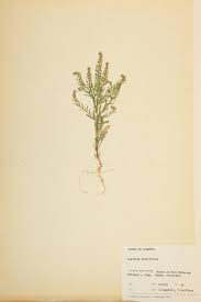 Attēlu rezultāti vaicājumam “Lepidium densiflorum”