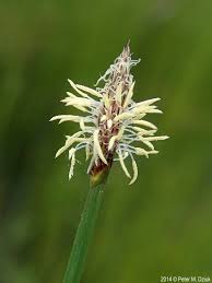 Attēlu rezultāti vaicājumam “Eleocharis palustris”