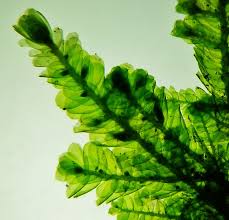 Attēlu rezultāti vaicājumam “Neckera complanata”