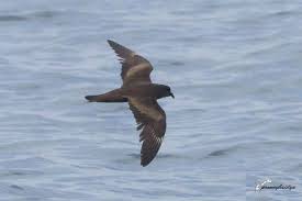 Image result for Oceanodroma monorhis