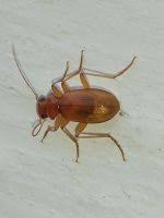 Attēlu rezultāti vaicājumam “Leistus ferrugineus”