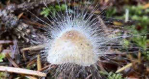 Attēlu rezultāti vaicājumam “Spinellus fusiger”