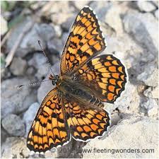 Attēlu rezultāti vaicājumam “Melitaea phoebe underside”