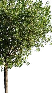 Attēlu rezultāti vaicājumam “Populus x canescens”