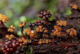 Attēlu rezultāti vaicājumam “Metatrichia sp.”