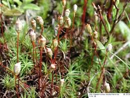 Attēlu rezultāti vaicājumam “Polytrichum commune var. perigoniale”