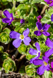 Attēlu rezultāti vaicājumam “Aubrieta deltoidea leaf”